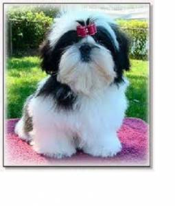 Cachorros Shih-Tzu Descubra o encanto desta raa