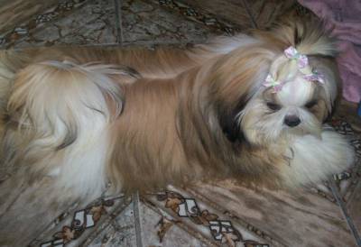 Filhotes de shih tzu