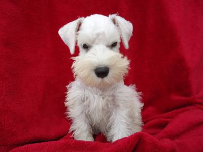 Ninhadas permanentes de Schnauzer Mini Branco