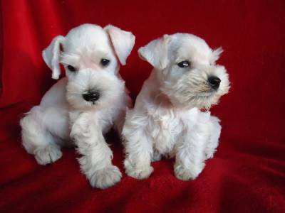 Ninhadas permanentes de Schnauzer Mini Branco