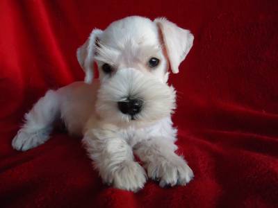 Ninhadas permanentes de Schnauzer Mini Branco