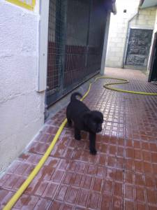 LABRADORES CACHORROS BEGES PRETOS DAL-CANYCORGGO