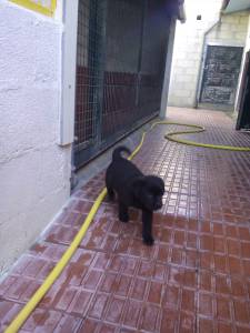 LABRADORES CACHORROS BEGES PRETOS DAL-CANYCORGGO