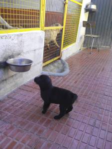 LABRADORES CACHORROS BEGES PRETOS