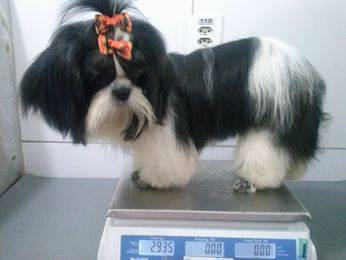 lindo panda shihtzu seis meses itaquera