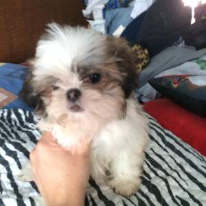 lindas feminhas shihtzu itaquera zleste