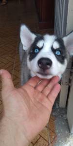 Husky Filhote Legitimo Lindos Maravilhosos