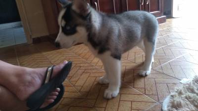 Husky Filhote Legitimo Lindos Maravilhosos