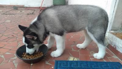 Husky Filhote Legitimo Lindos Maravilhosos