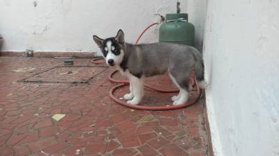 Husky Filhote Legitimo Lindos Maravilhosos