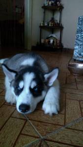 Husky Filhote Legitimo Lindos Maravilhosos