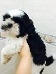 lindas shihtzu femeas itaquera zleste