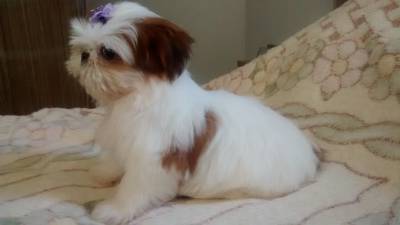 Lindos Filhotes de Shih Tzu