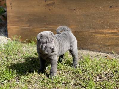 Shar Pei fmea azul com Lop e afixo descendente de campees