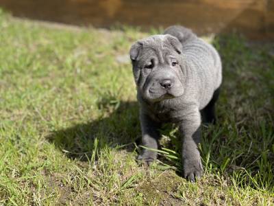 Shar Pei fmea azul com Lop e afixo descendente de campees