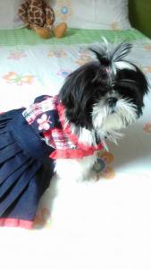 shihtzu femeas itaquera zleste