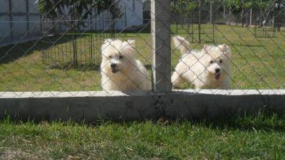 West Highland White Terrier Magnficos Filhotes