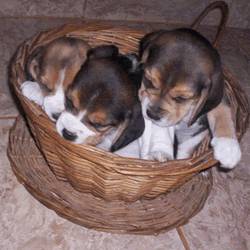 beagles tricolores  machos femeas 