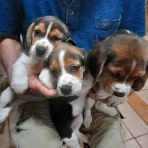 beagles tricolores  machos femeas 