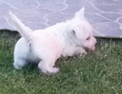 westie puppies for sale