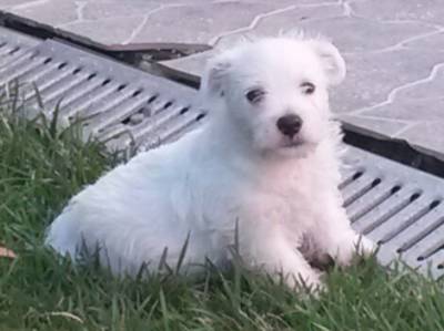 westie puppies for sale