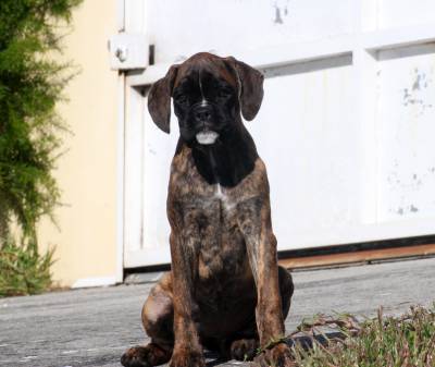 Boxer ninhada disponivel Boxer ninhada disponivel