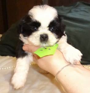 filhote de shih tzu rj venda c pedigree cbkc