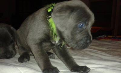 Ninhada Cane Corso disponivel