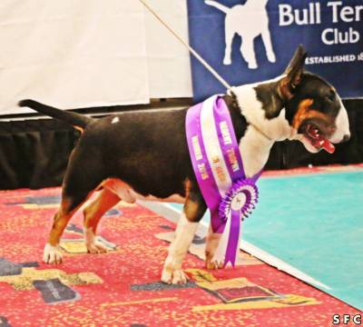 Bull terrier