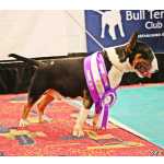 Bull Terrier Bull terrier Lisboa Lisboa