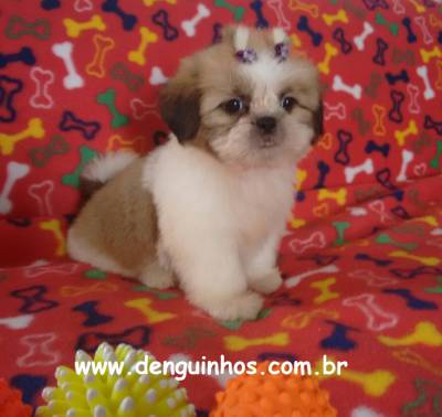 Filhotes de Shih Tzu no ABC