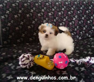 Filhotes de Shih Tzu no ABC