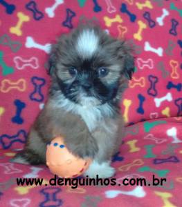 Filhotes de Shih Tzu no ABC