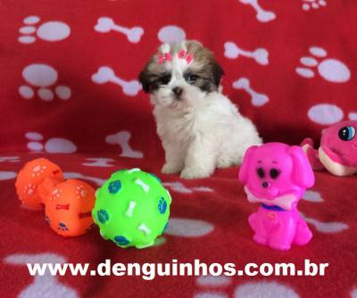 Filhotes de Shih Tzu no ABC