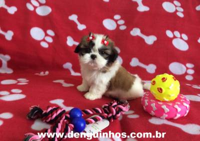 Filhotes de Shih Tzu no ABC