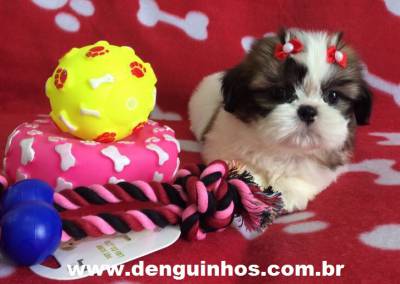 Filhotes de Shih Tzu no ABC