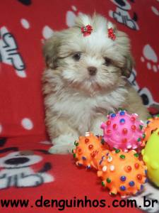 Filhotes de ShihTzu em So Caetano do Sul