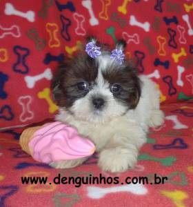 Filhotes de ShihTzu em So Caetano do Sul