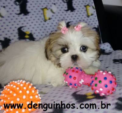 Filhotes de ShihTzu em So Caetano do Sul