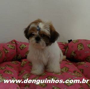 Filhotes de Shih Tzu preo