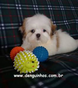 Filhotes de Shih Tzu preo