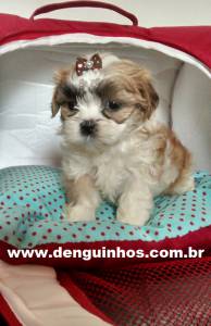 Filhotes de Shih Tzu SP Shitzu