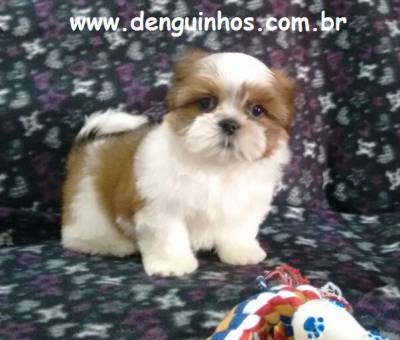 Filhotes de Shih Tzu venda Shitzu Filhotes