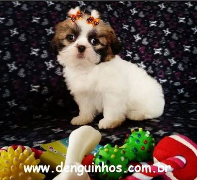 Filhotes de Shih Tzu venda Shitzu Filhotes