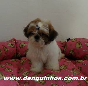 Filhotes de Shih Tzu scs Filhotes de Shih Tzu scs