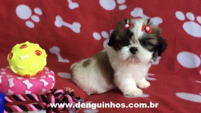 Shih Tzu Tricolor SP