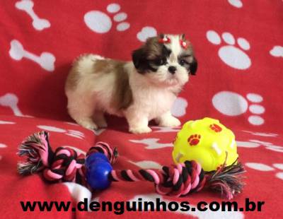 Shih Tzu Tricolor SP