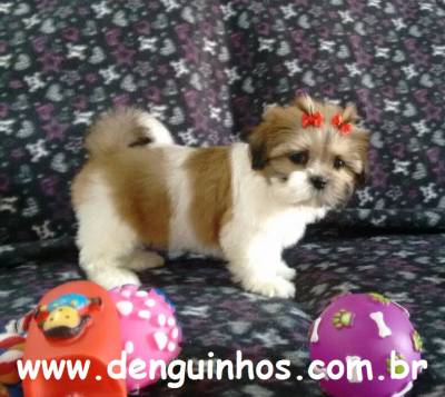 Shih Tzu Tricolor SP