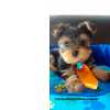 Yorkshire Terrier Yorkshire venda ABC So Paulo So Caetano Do Sul