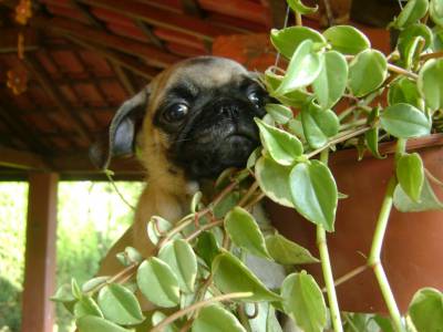 PUG LINDOS FILHOTES